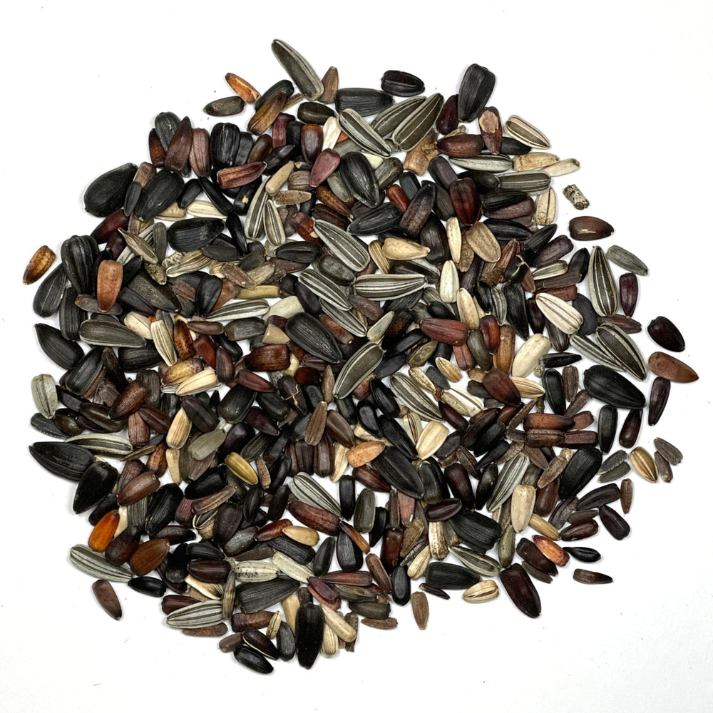 Seed Needs Sunset Blend Velvet Queen features deep hues for dramatic bouquets