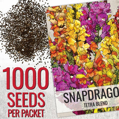 Seed Needs Tetra Snapdragon flowers in a garden bed with tall, ruffled blooms.