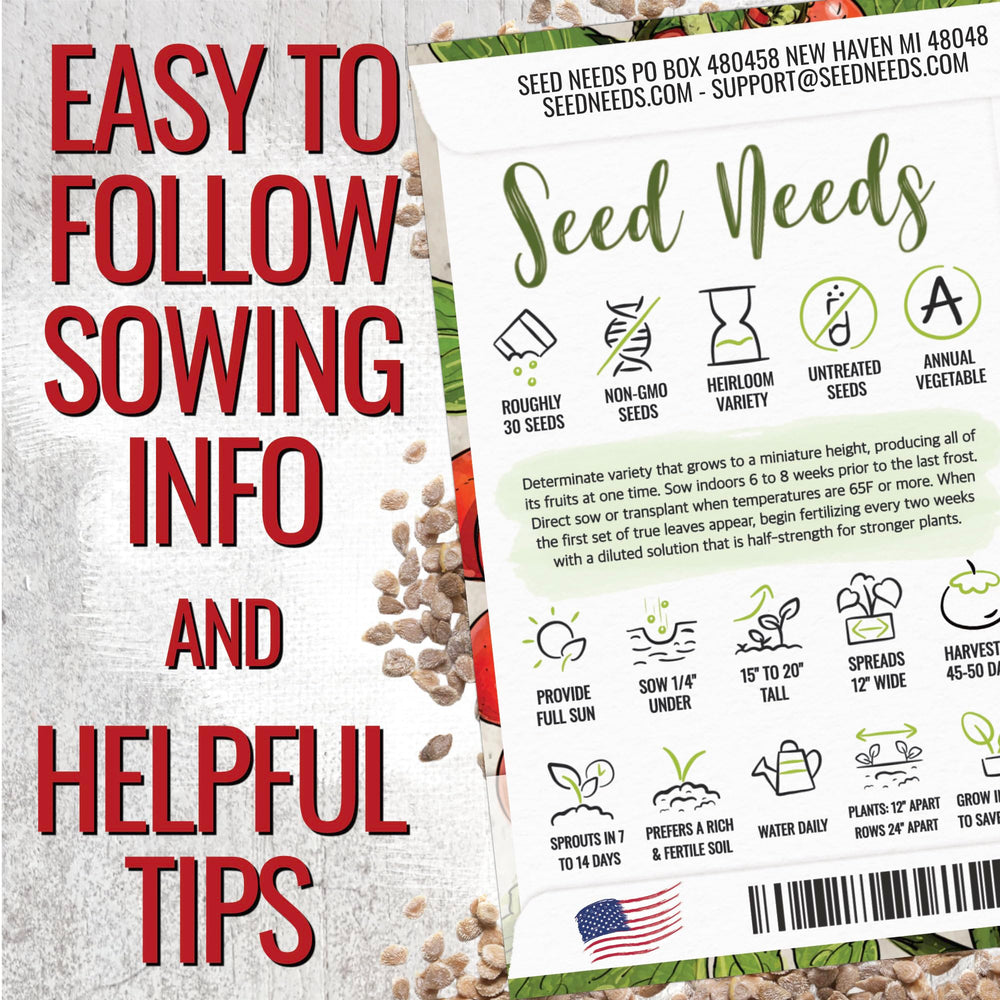Seed Needs Tiny Tim harvest-ready tomatoes on the vine for snacking