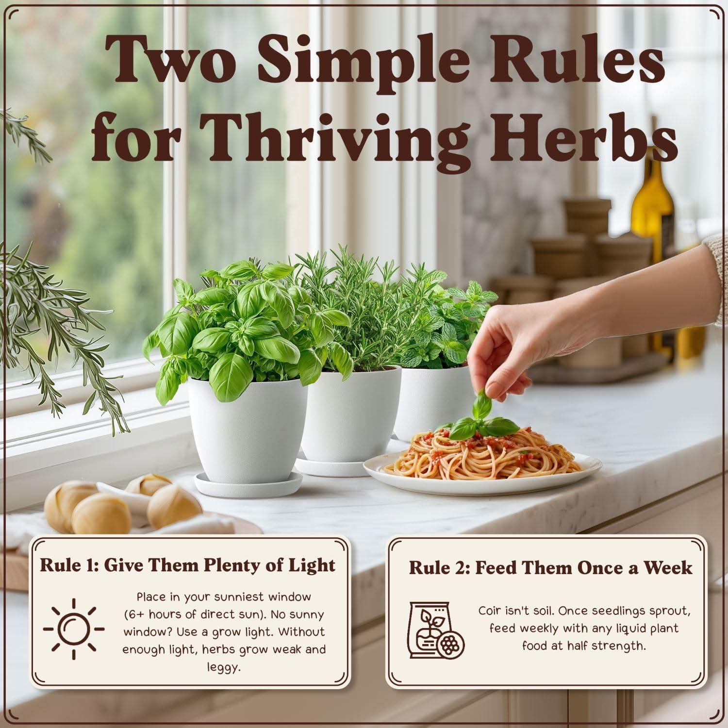 Seedboy grow guide supports easy indoor herb gardening success