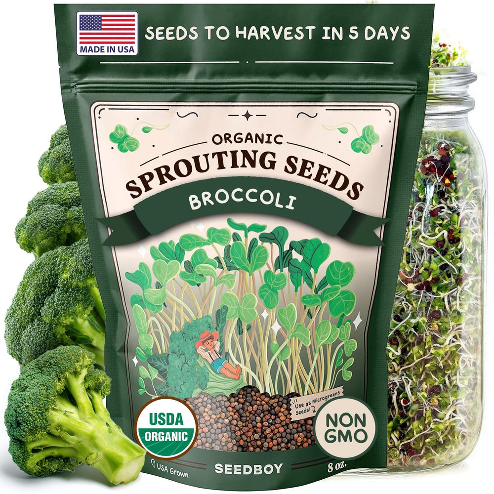 Seedboy broccoli sprouting seeds 8oz bag, ideal for quick home sprouts.