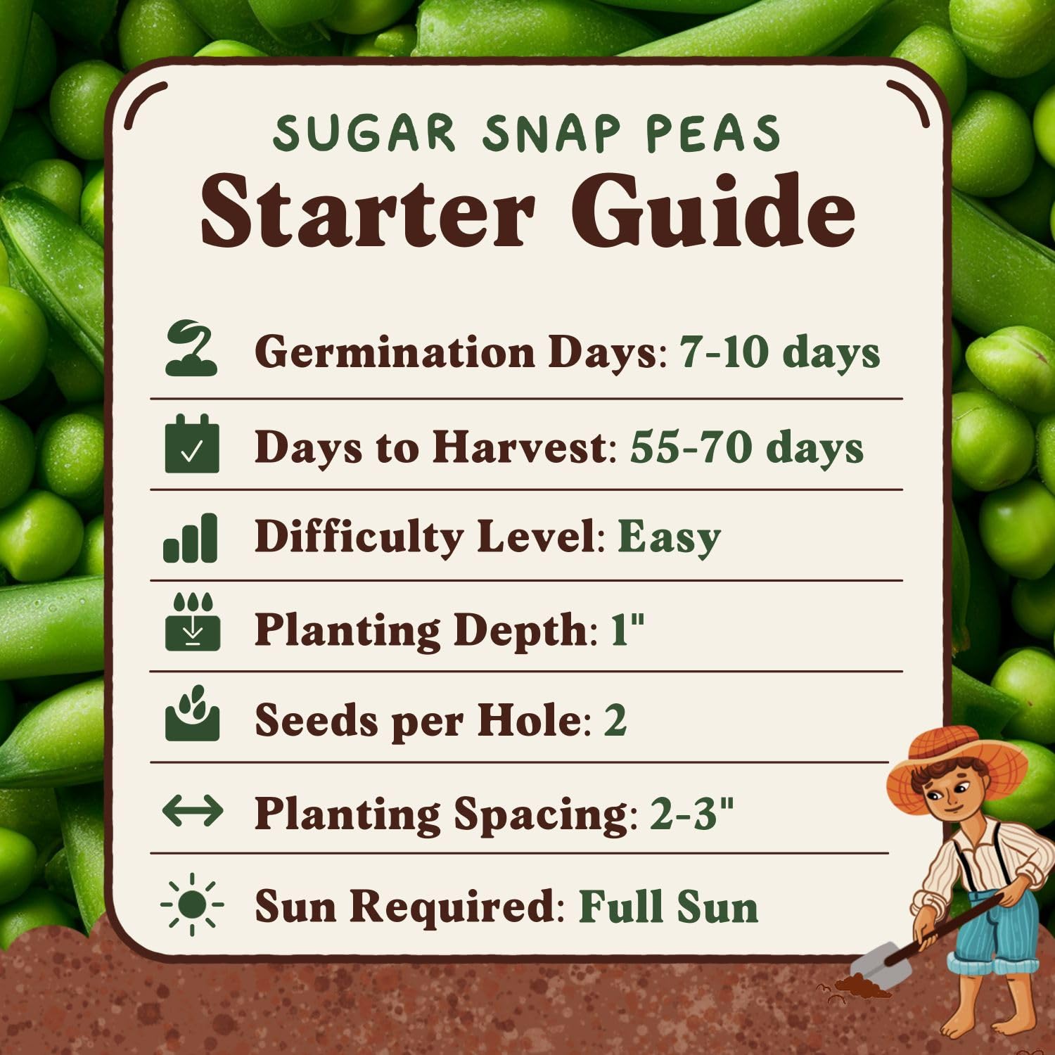 Seedboy Ready-to-harvest peas indicate fresh flavor for meals.