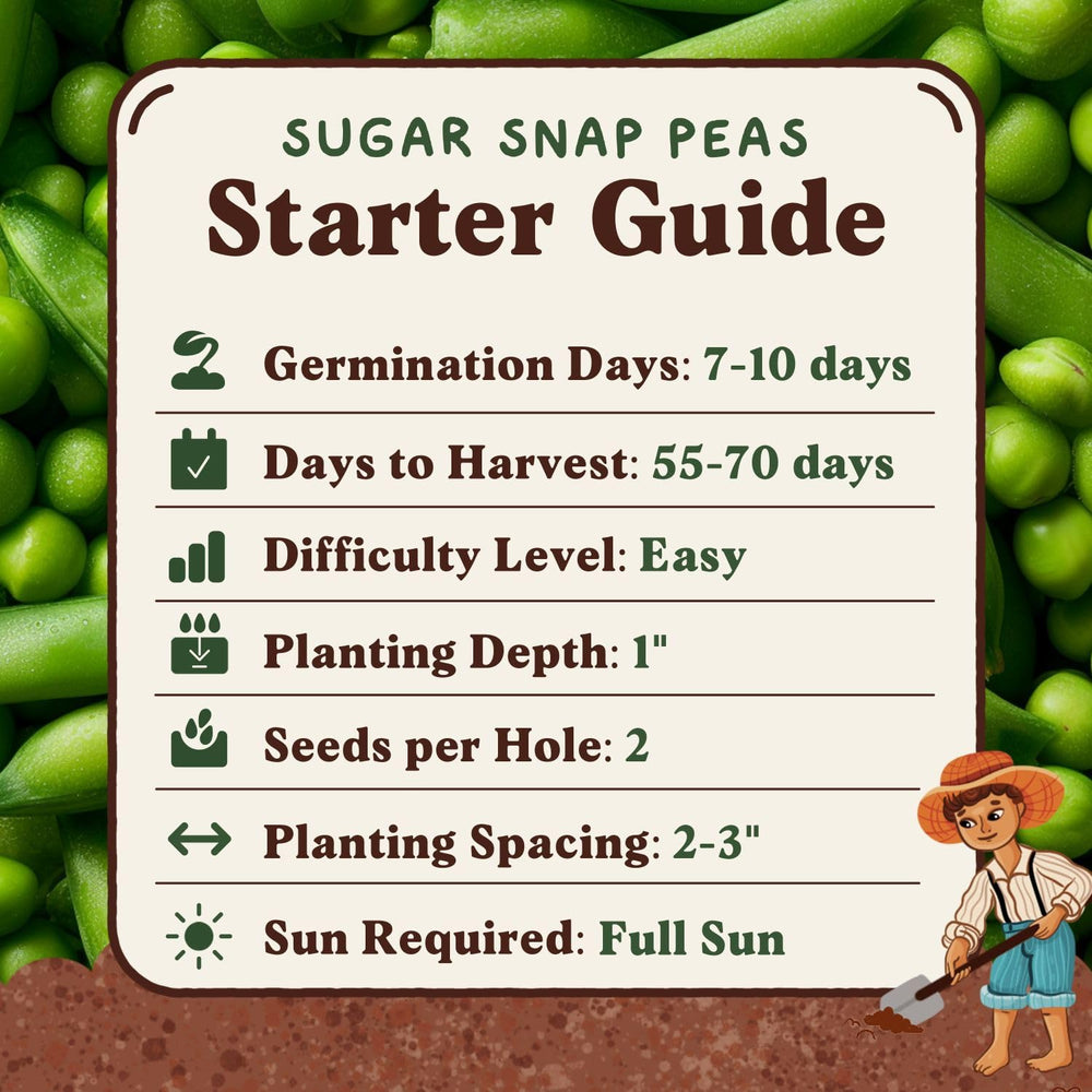 Seedboy Ready-to-harvest peas indicate fresh flavor for meals.