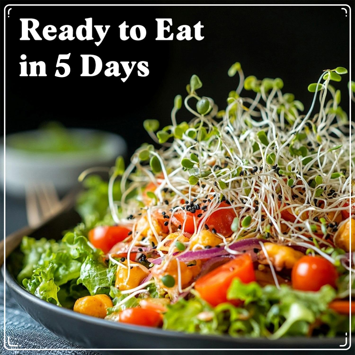 Seedboy superfood blend red kale seeds create colorful, nutritious greens fast.