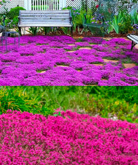 Seeds Of Strength 1500 Pink Mix Creeping Thyme seeds in packaging ready for sowing