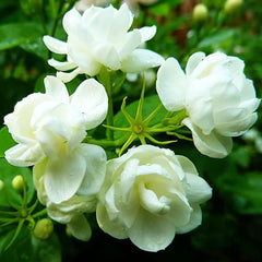 Seeds Of Strength 50 jasmin seeds pack for fragrant garden planting