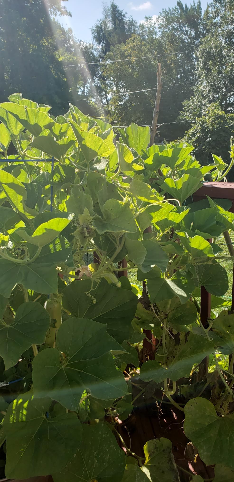 Seeds Of Strength bottle gourd fruit on vine—nutritious harvest for cooking