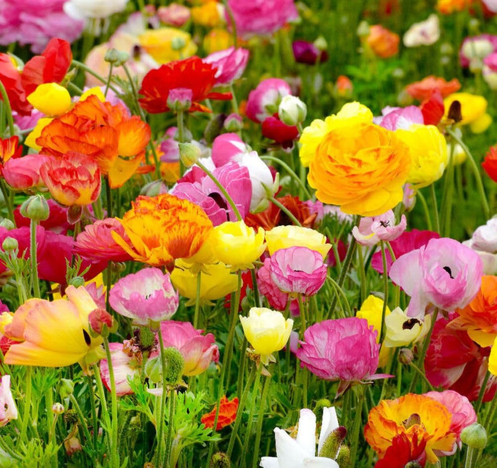 Seeds Of Strength ranunculus bulbs ideal for garden borders or indoor arrangements