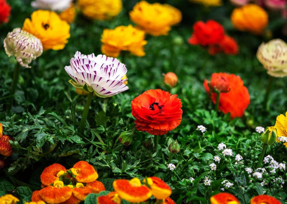Seeds Of Strength bulbs deliver long-lasting color across weeks of flowering