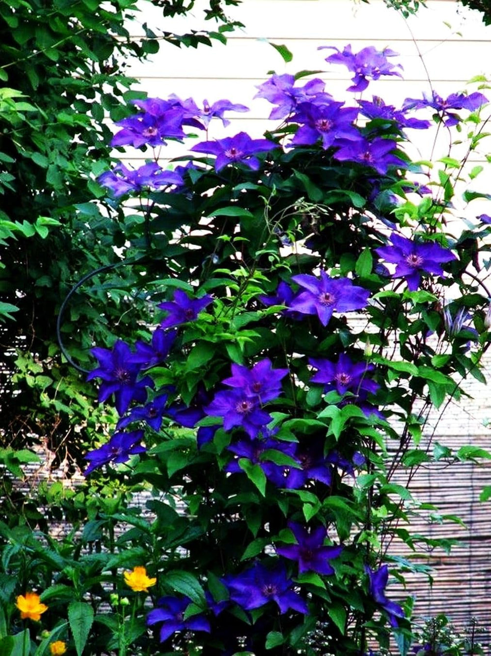 Seeds Of Strength clematis vine climbing a trellis with lush foliage.