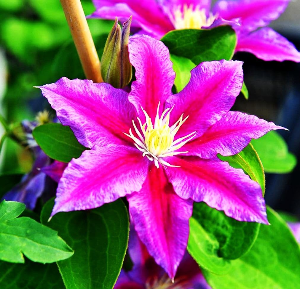 Seeds Of Strength clematis suitable for zones 4 to 9 in outdoor beds.
