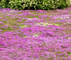 Seeds Of Strength creeping thyme ground cover forms a dense mat that helps weed suppression