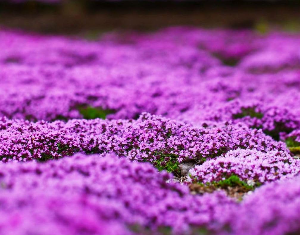 Seeds Of Strength Creeping Thyme sustains a neat edging along paths and rock garden