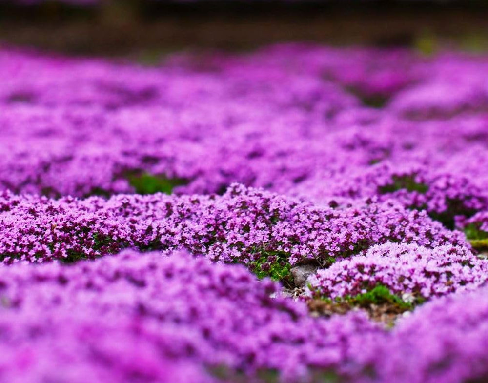 Seeds Of Strength Creeping Thyme sustains a neat edging along paths and rock garden