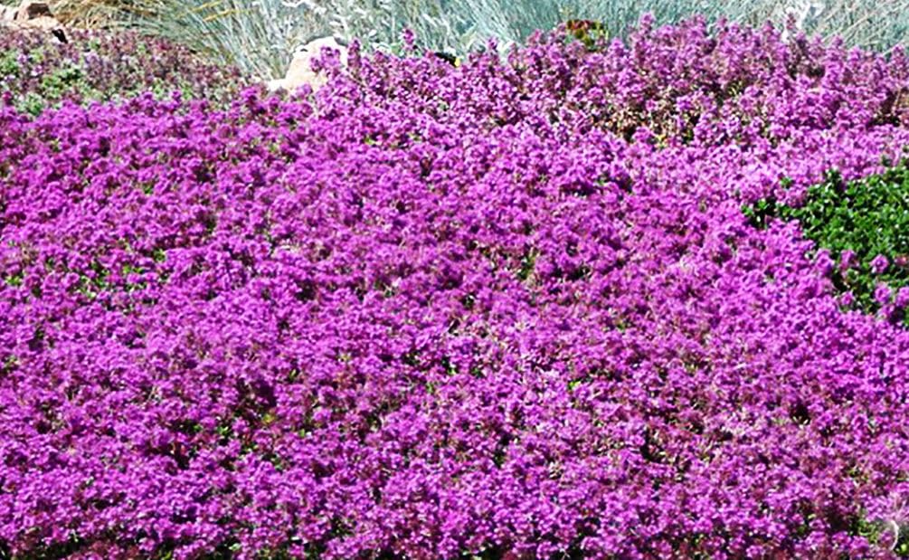 Seeds Of Strength creeping thyme close-up herb, ideal for cooking