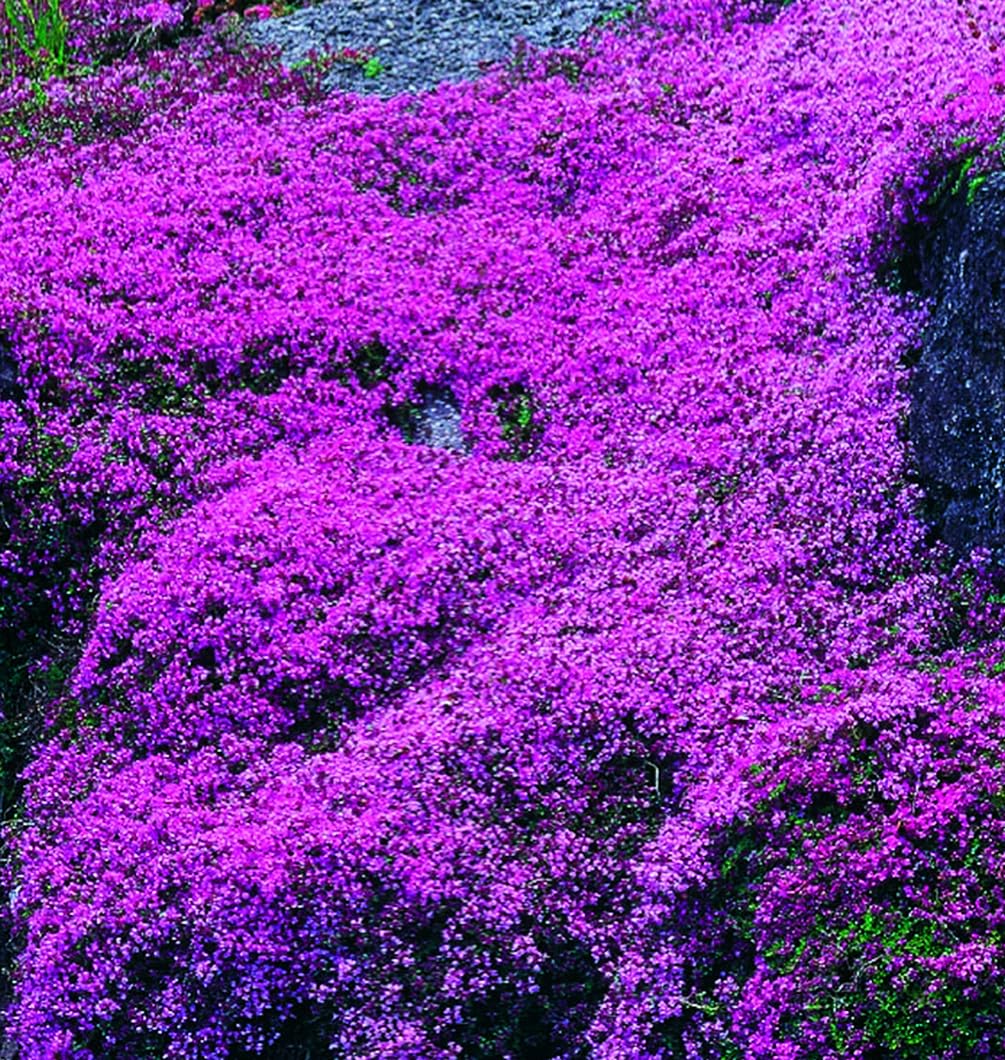 Seeds Of Strength creeping thyme non-GMO heirloom seeds for pure thyme