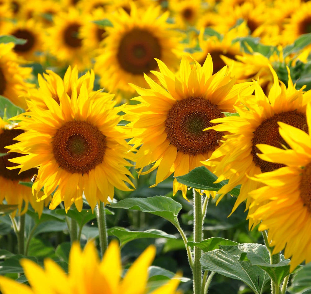 Seeds Of Strength Giant Sunflower Seeds Mix butterfly-friendly habitat with tall blooms