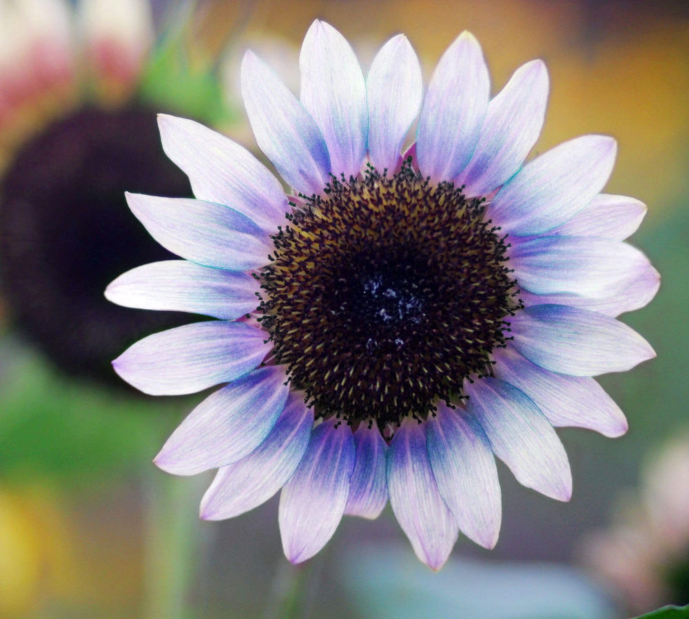 Seeds Of Strength Giant Sunflower Seeds Mix pink blooms create cheerful borders