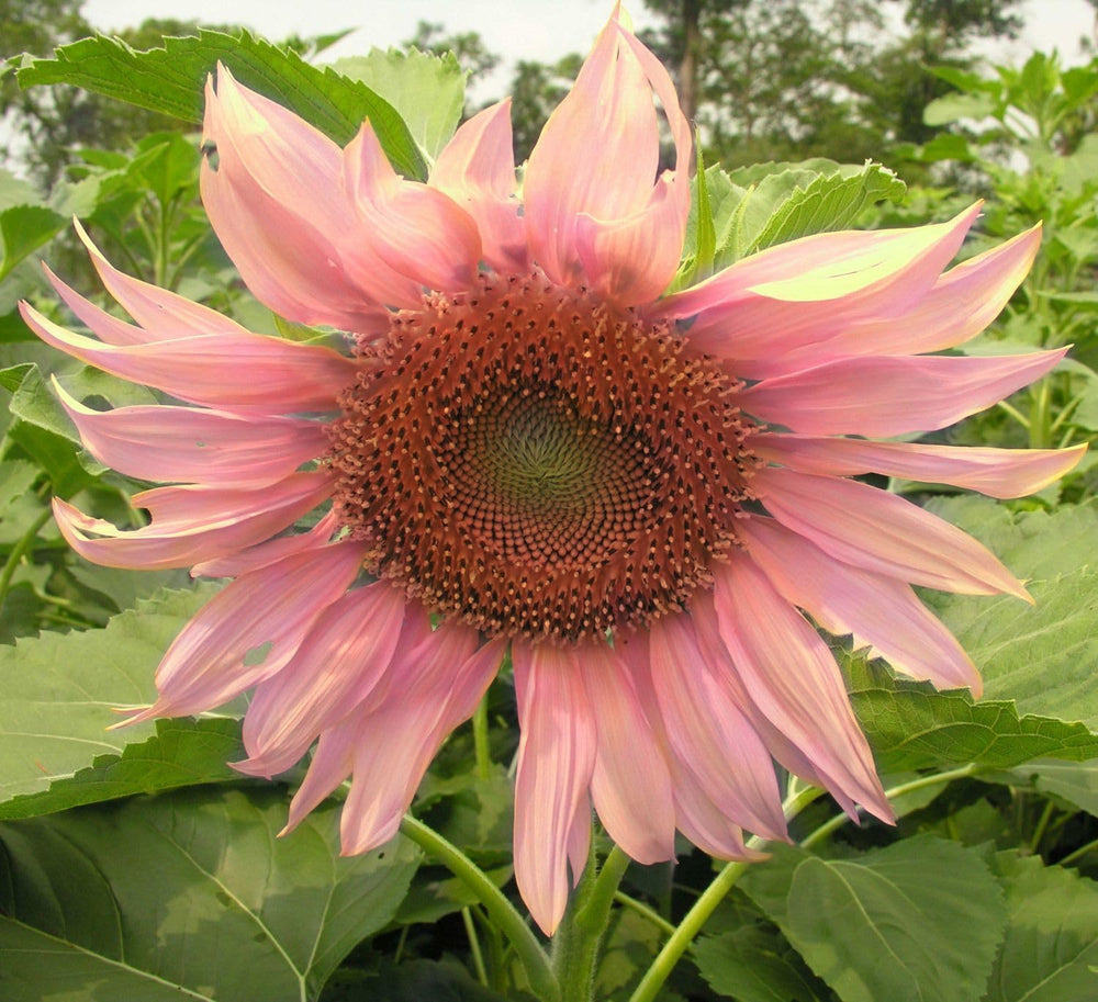 Seeds Of Strength Giant Sunflower Seeds Mix purple blooms add height and drama