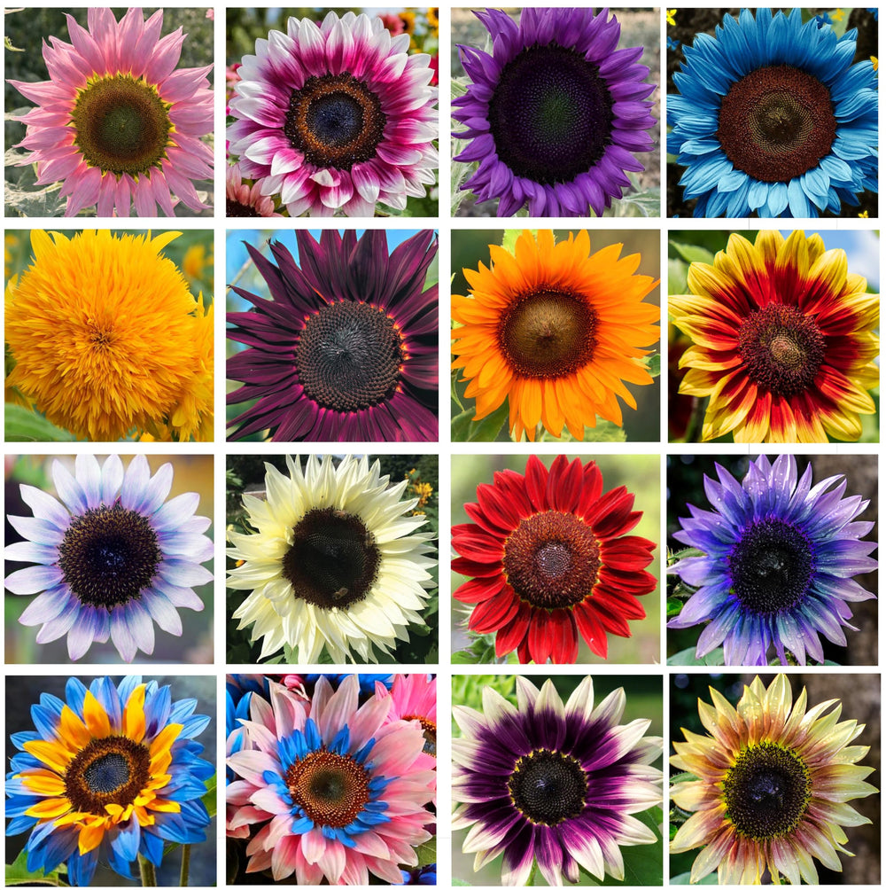 Seeds Of Strength Giant Sunflower Seeds Mix rainbow display attracts pollinators