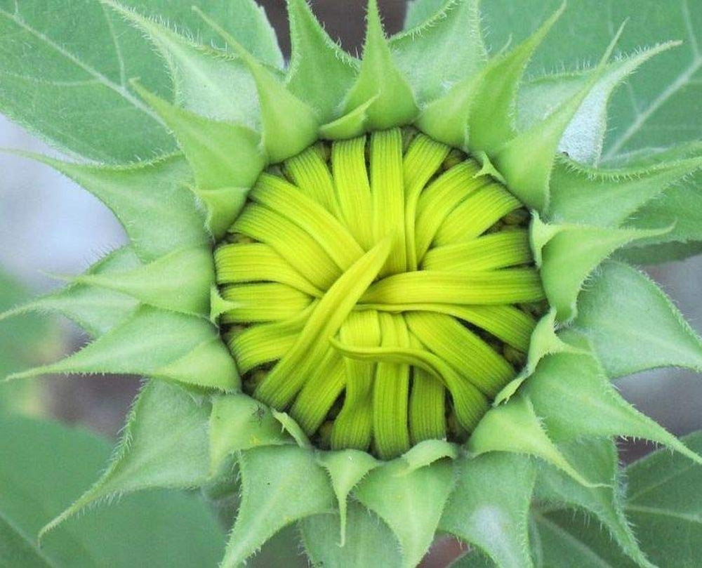 Seeds Of Strength Giant Sunflower Seeds Mix red blooms brighten beds and attract pollinators