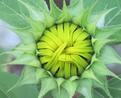 Seeds Of Strength Giant Sunflower Seeds Mix red blooms brighten beds and attract pollinators