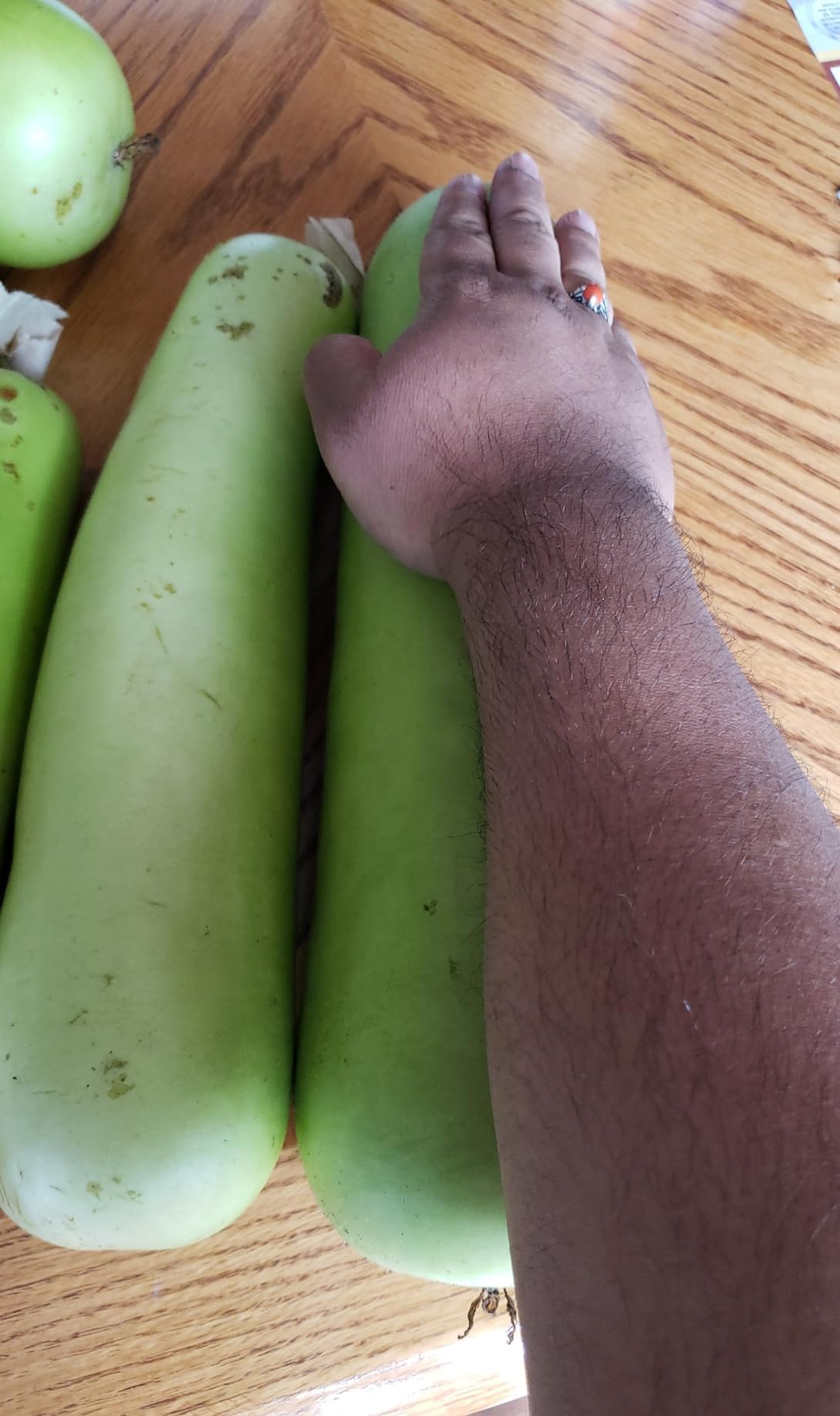 Seeds Of Strength heirloom bottle gourd seeds closeup—uniform fruits ideal for market harvest
