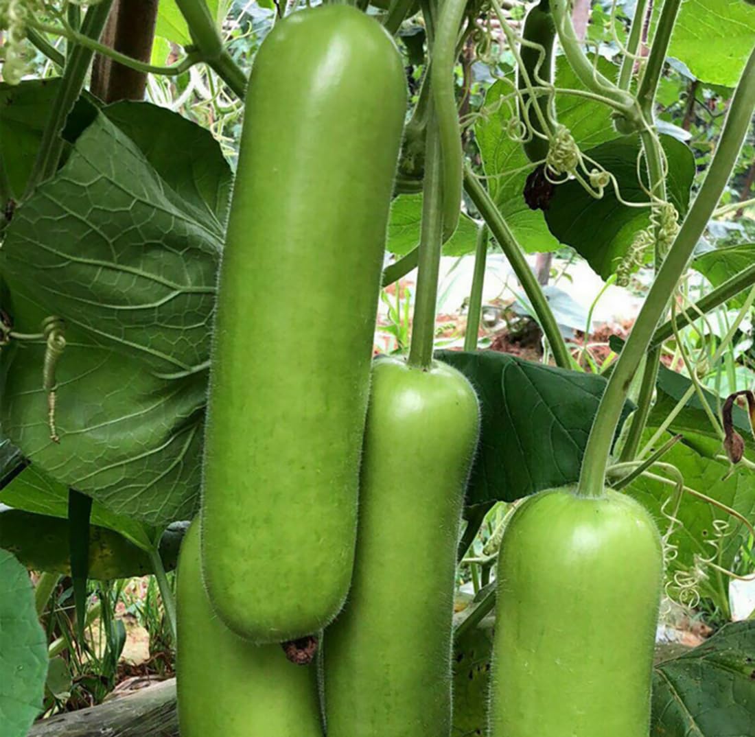 Seeds Of Strength heirloom bottle gourd seeds pack—high-yielding option for home gardens