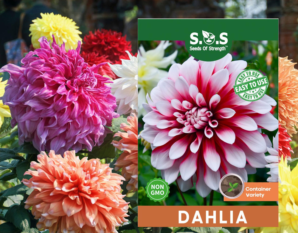 Seeds Of Strength labyrinth dahlia bloom pattern in sunlit bed boosts yard color and focal point