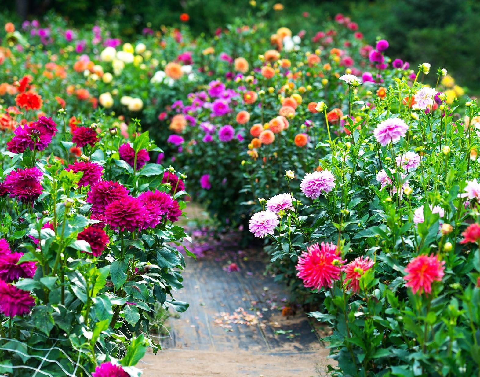 Seeds Of Strength labyrinth dahlia garden bed at dusk shows dramatic color