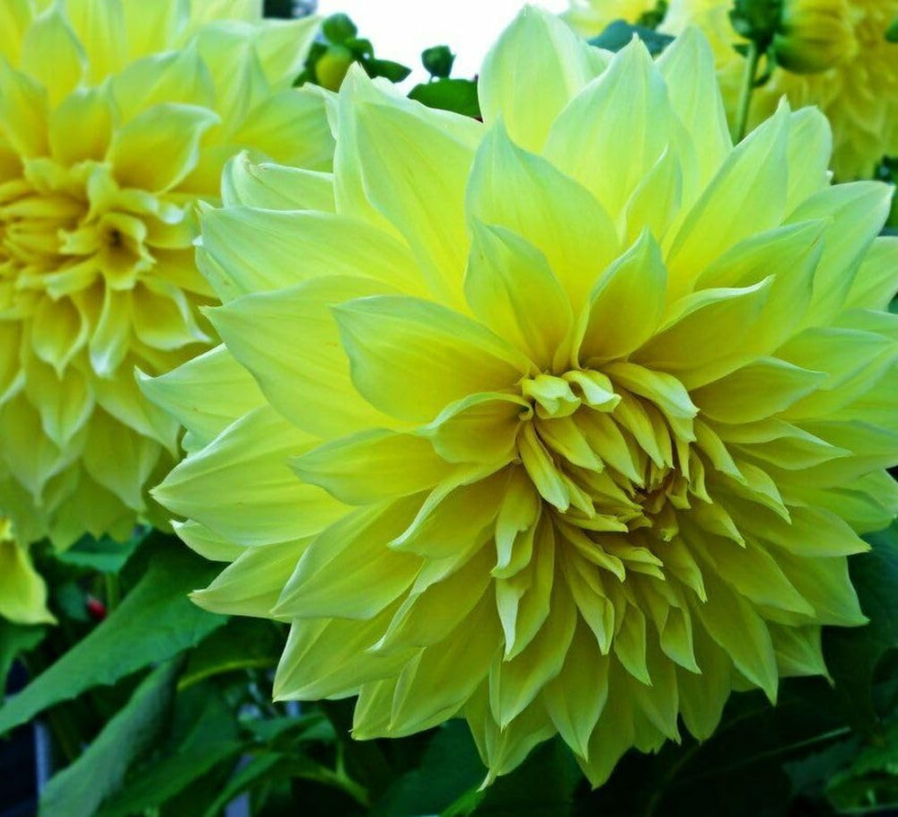 Seeds Of Strength dahlia leaf detail enhances border color and garden texture