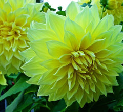 Seeds Of Strength dahlia leaf detail enhances border color and garden texture