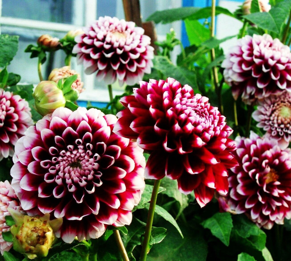 Seeds Of Strength dahlia seed packet art adds collector's joy for gardening