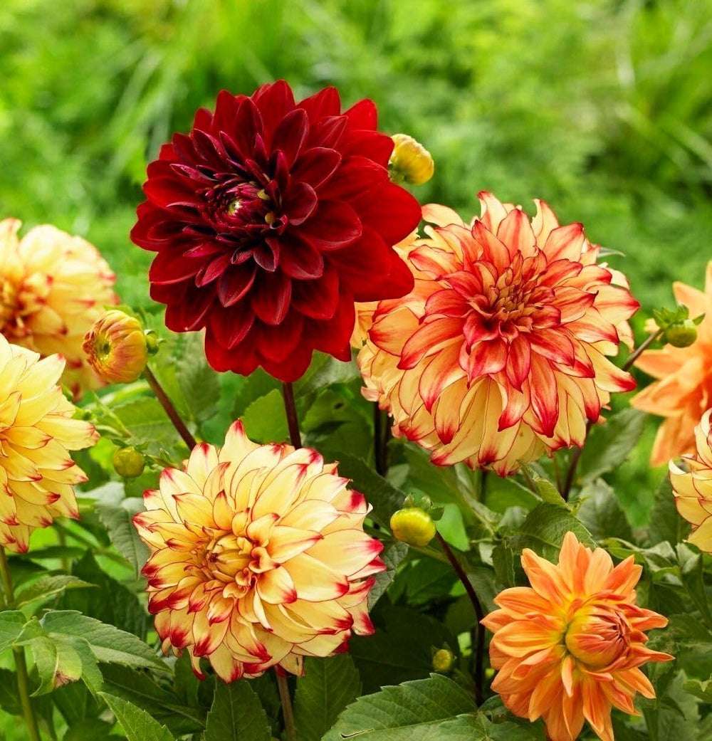 Seeds Of Strength dahlia tuber growth hints at future abundance underground