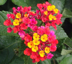 Seeds Of Strength lantana bloom closeup showing vibrant colors and nectar-rich clusters