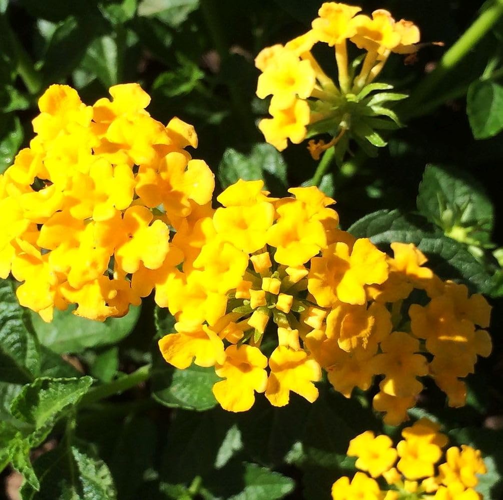 Seeds Of Strength lantana in container display for patios and balconies
