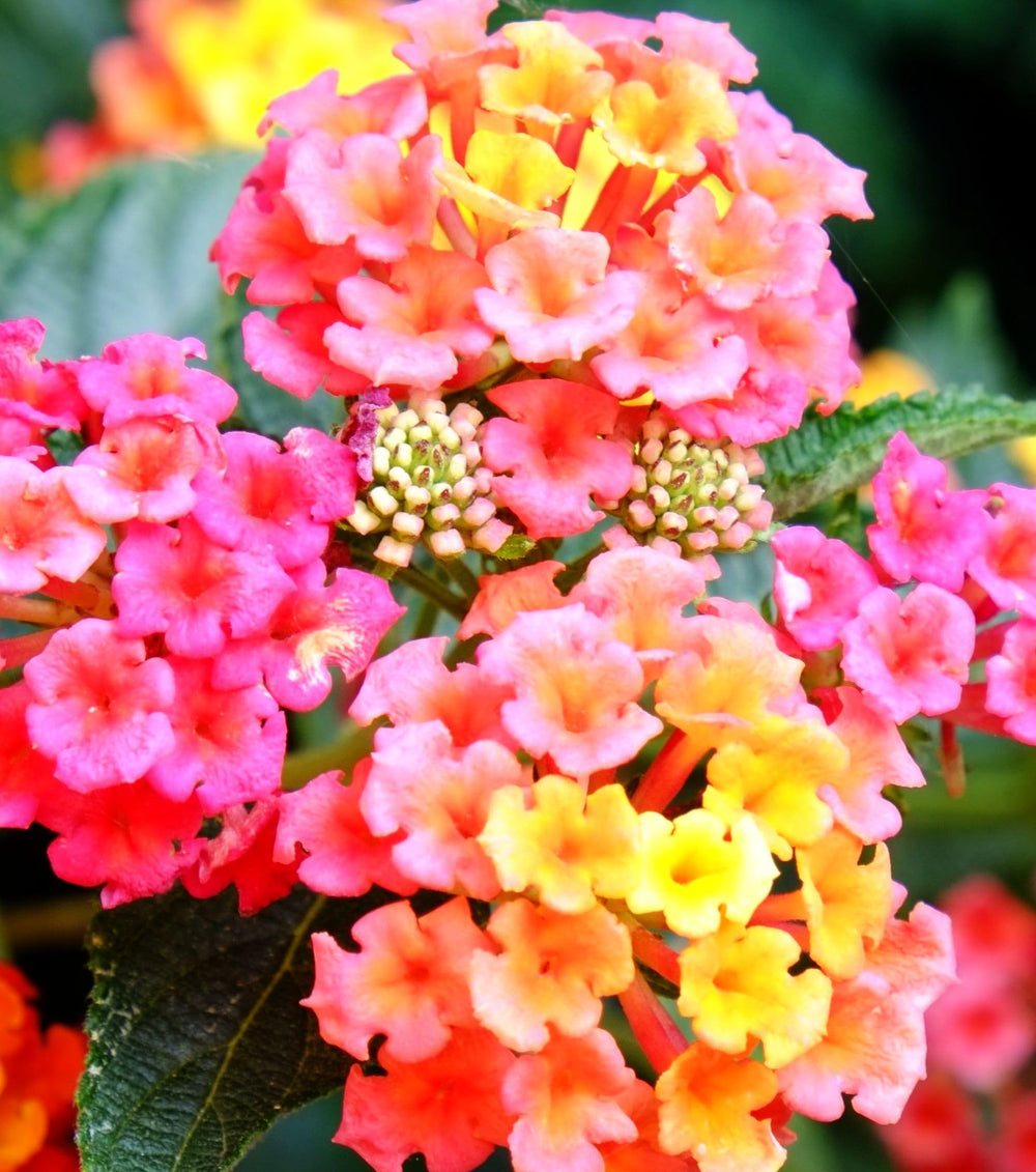 Seeds Of Strength lantana heat-loving plant thriving in hot garden spots