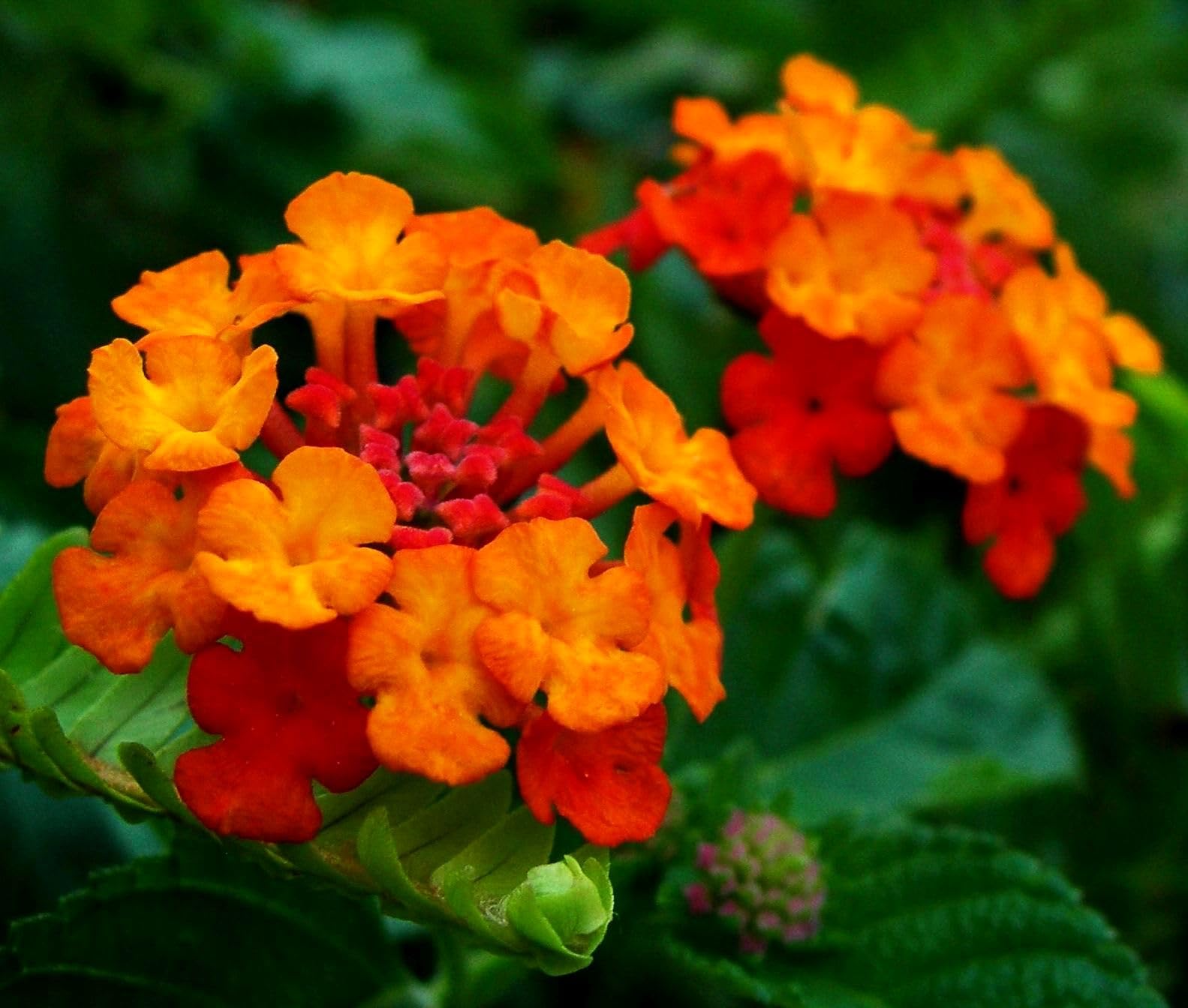 Seeds Of Strength lantana plants in garden setting ready for sunny borders