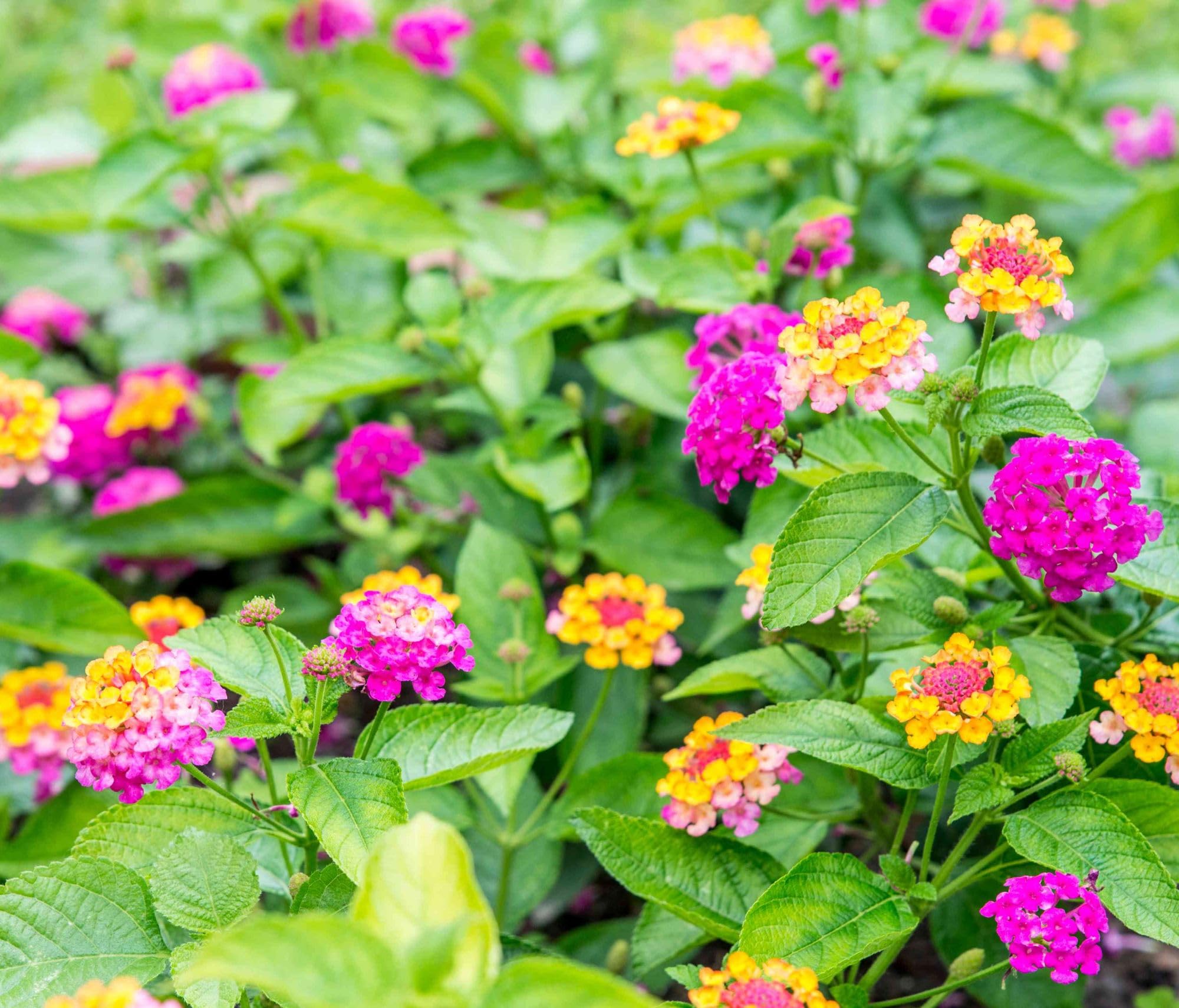 Seeds Of Strength lantana flower clusters attract butterflies and hummingbirds