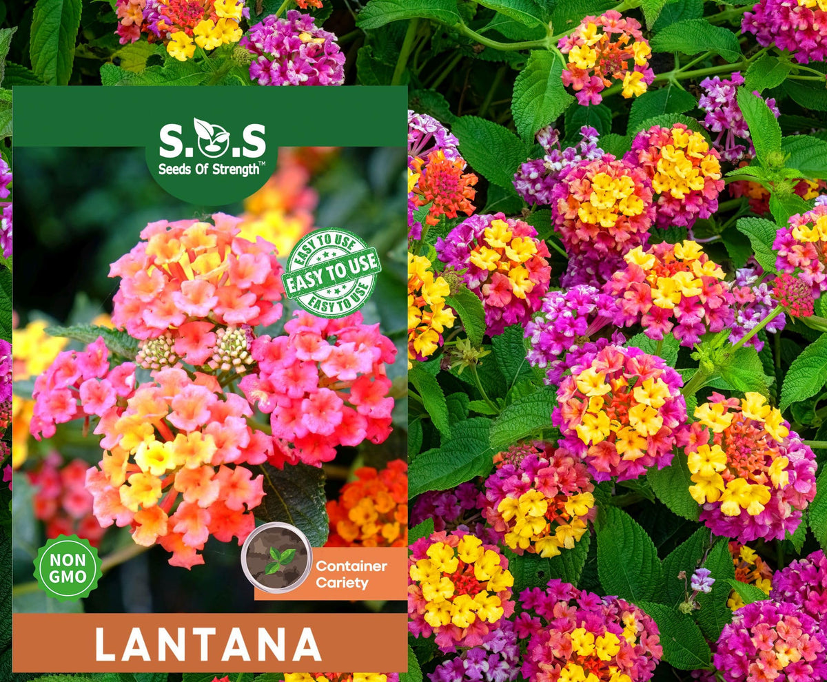 Seeds Of Strength lantana seeds pack in hand, ideal for drought-tolerant garden planning