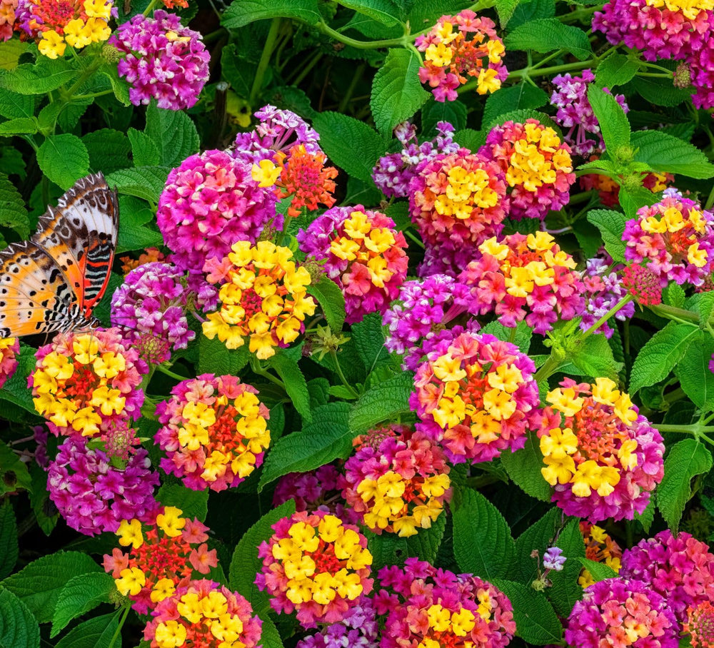 Seeds Of Strength lantana sun-drenched border planting idea with bright blooms