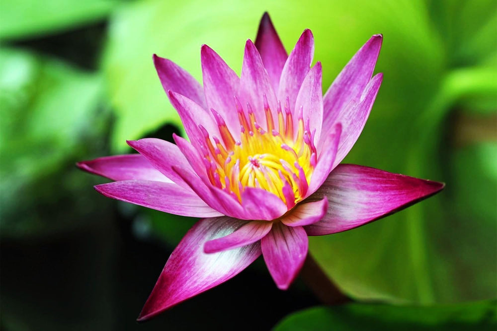 Seeds Of Strength lotus flowers close-up in a pond container for indoor use.