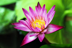 Seeds Of Strength lotus flowers close-up in a pond container for indoor use.