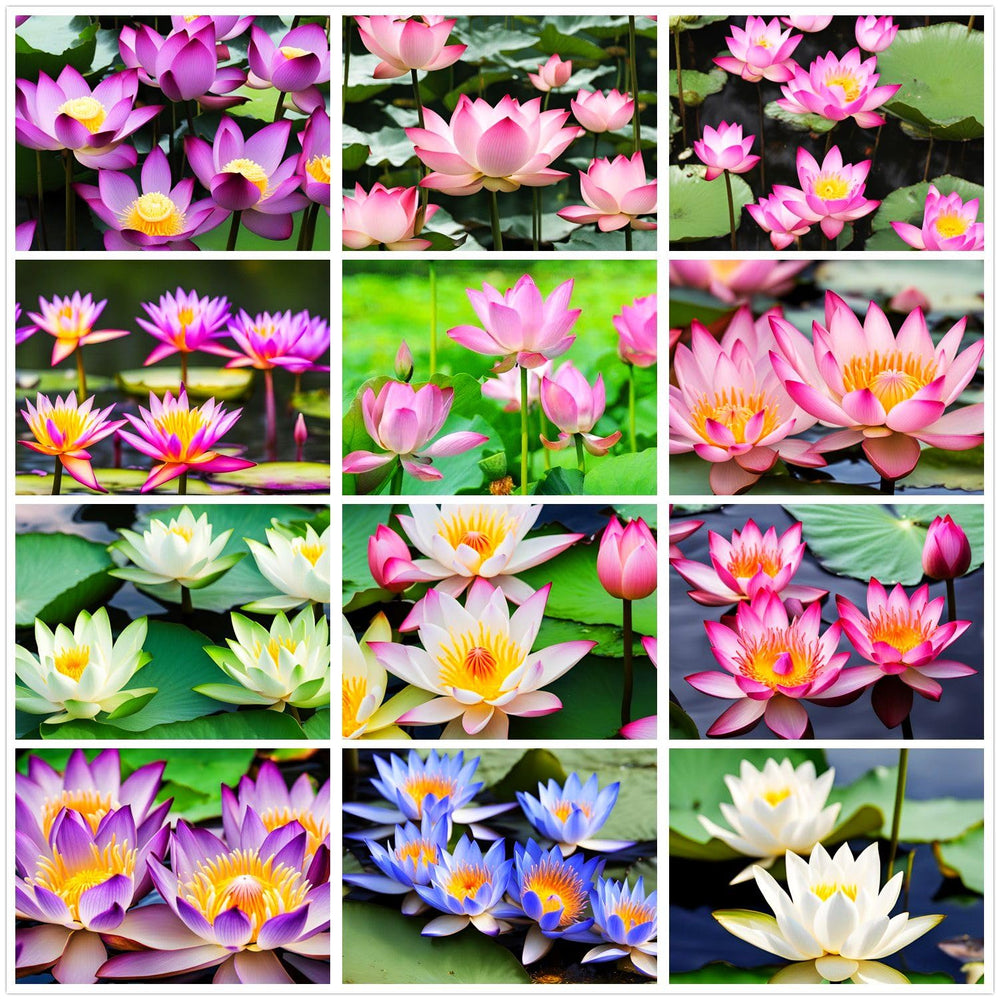 Seeds Of Strength mixed miniature water lilies bloom in a bowl for color and calm ambience.