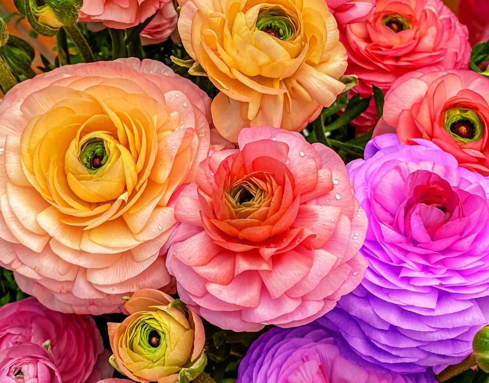 Seeds Of Strength peony-like ranunculus bulbs offer elegant petals for garden focal points