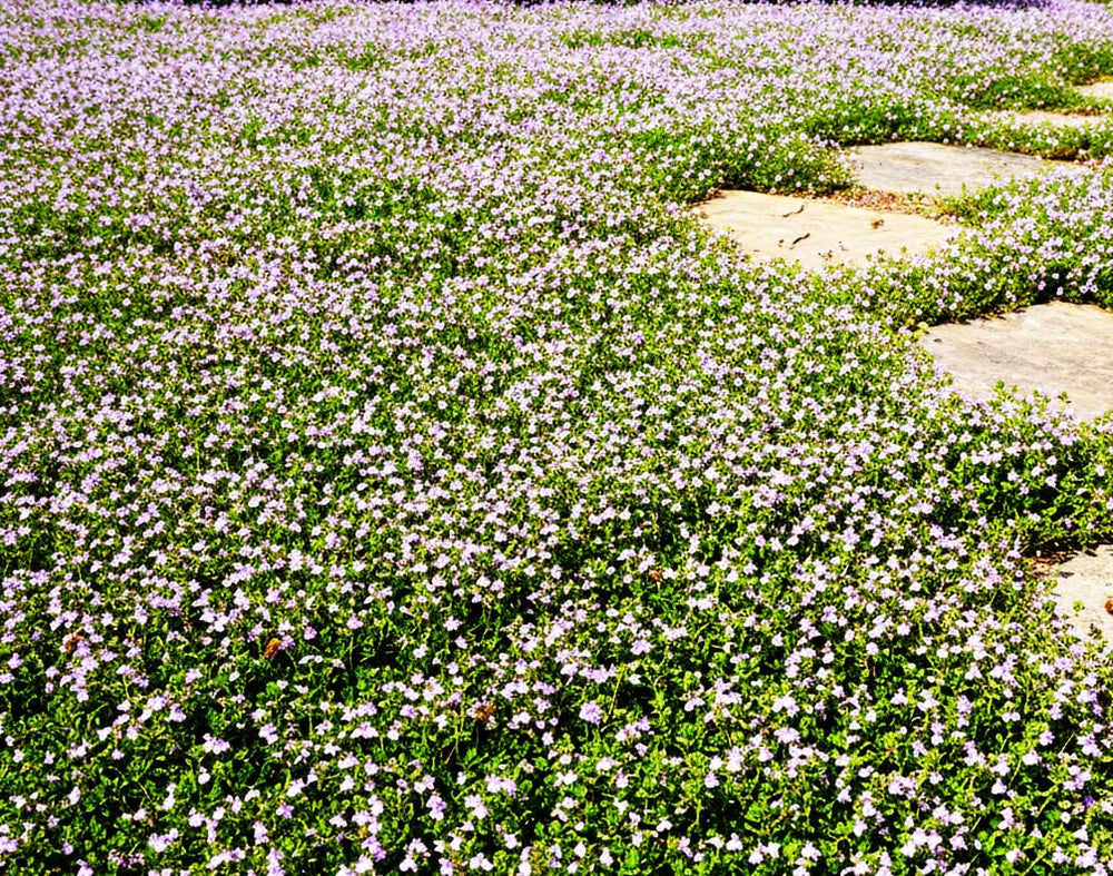 Seeds Of Strength Pink Mix Creeping Thyme forms a fragrant ground cover with pink blooms