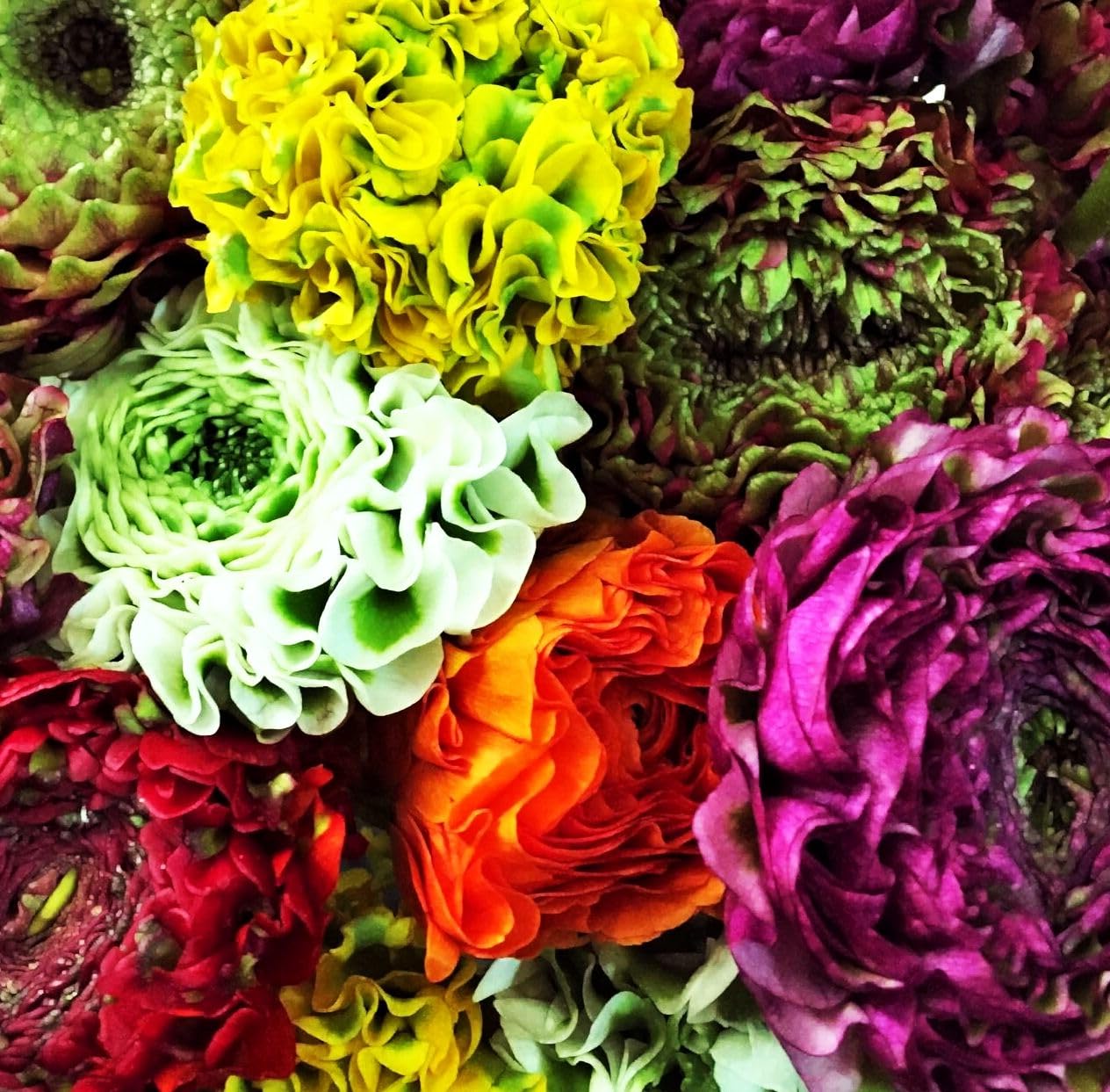 Seeds Of Strength rainbow blooms in pink, yellow, and white brighten outdoor spaces
