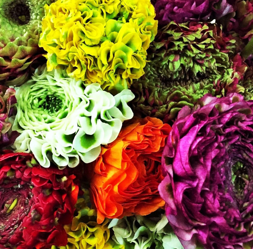 Seeds Of Strength rainbow blooms in pink, yellow, and white brighten outdoor spaces