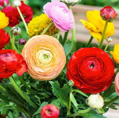 Seeds Of Strength ranunculus bulbs versatile for beds, borders, patios, and balconies
