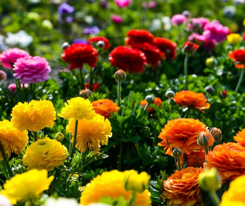 Seeds Of Strength ranunculus bulbs are easy to plant for quick color in beds